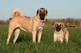 KANGAL 144